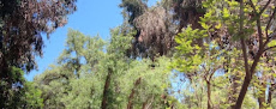 BERNARDO O'HIGGINS Park