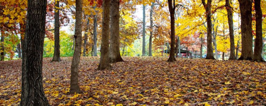 Hamilton Park District