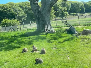 Monkey Drive Thru, Longleat Safari Park