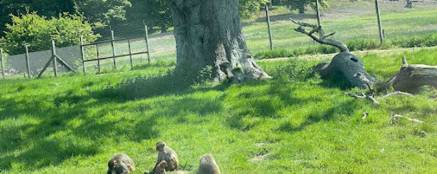 Monkey Drive Thru, Longleat Safari Park