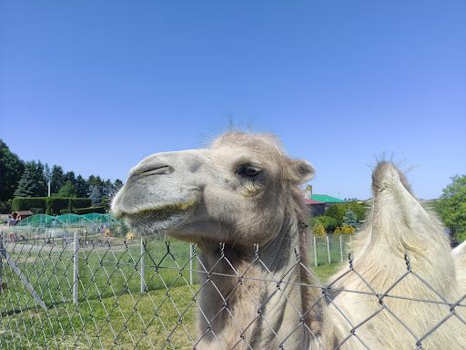 Podlaska Toskania - MINI ZOO