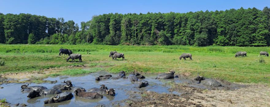 Balatonmagyaród Buffalo reserve