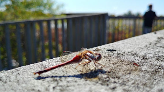 Topinabee Lake Preserve
