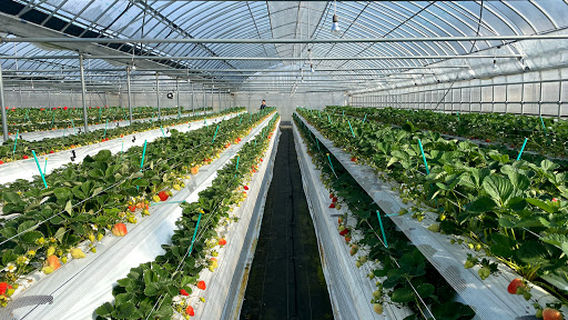 Strawberry happiness of Shiraki