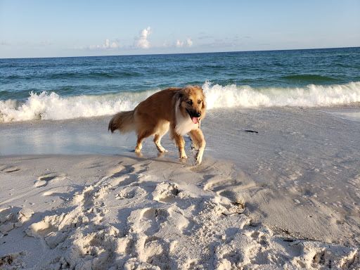 Pensacola Dog Beach
