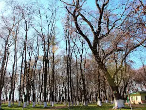 Geyikkoşan Piknik Alanı