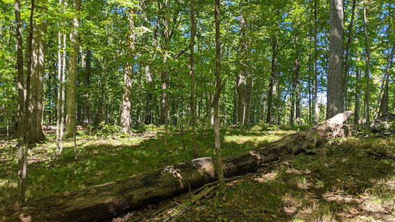 Superior Township