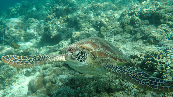 Moalboal Sardines and Sea turtles