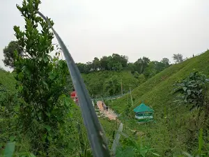 Chand Miah Pineapple Garden