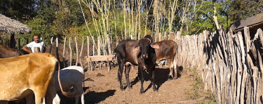 Fazenda São Francisco