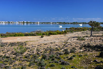 Can Marroig