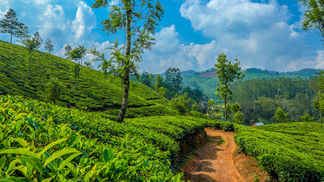 Munnar Dreams Holidays
