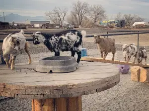 Lil' Buckaroo's Petting Zoo