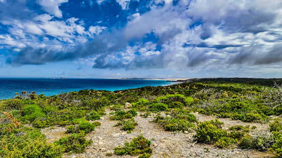 Templetonia Lookout