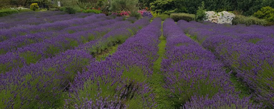 Pihama Lavender, Accommodation, Events, Shop, Gallery