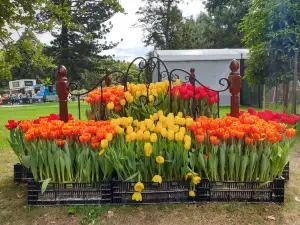 Popular Spring Outings in Melbourne