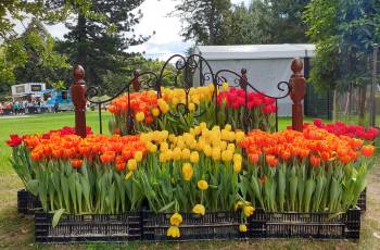 Popular Spring Outings in Melbourne