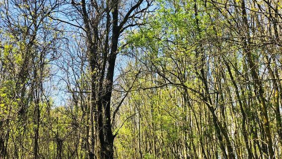 Kuscenneti Milli Parki