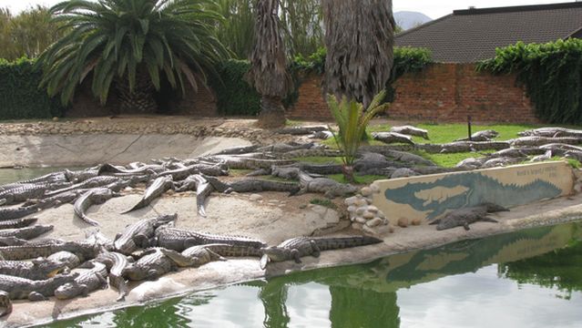 Le Bonheur Reptiles and Adventures