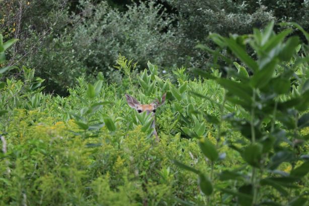 Chalco Hills Recreation Area