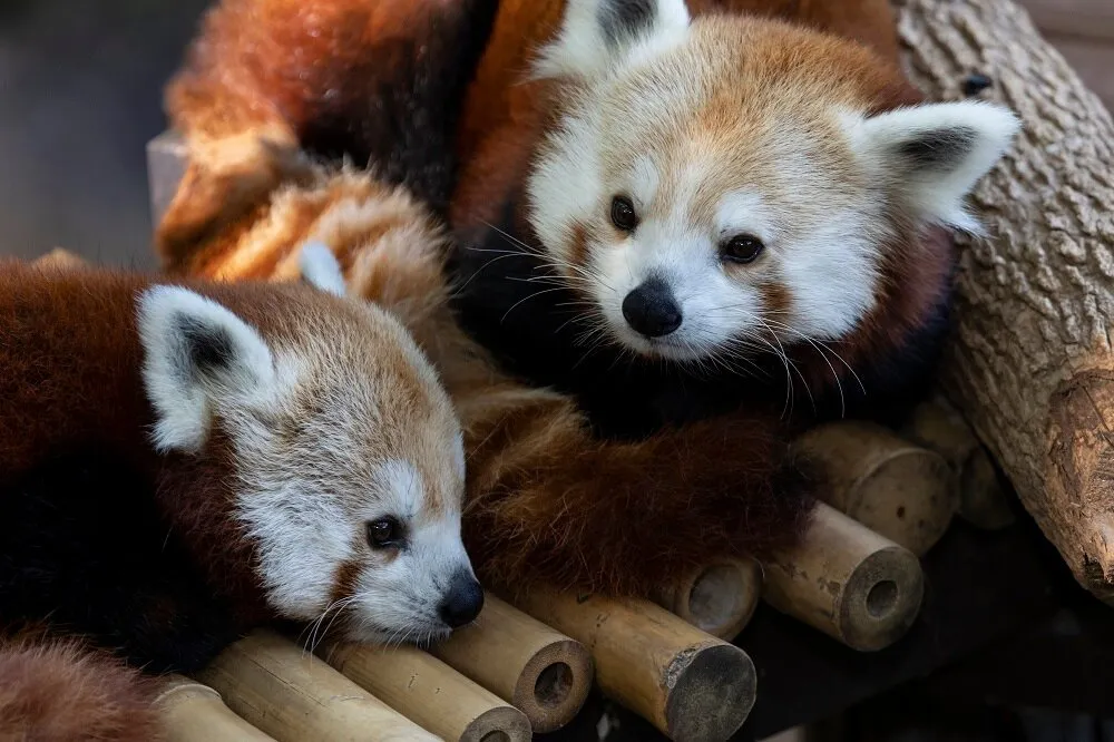 2_Zoo Atlanta