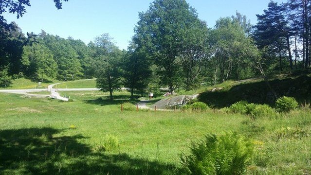 Rock Carvings in Tanum