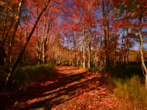 Wild Gardens of Acadia