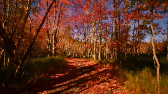 Wild Gardens of Acadia