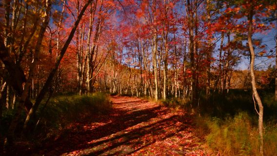Wild Gardens of Acadia