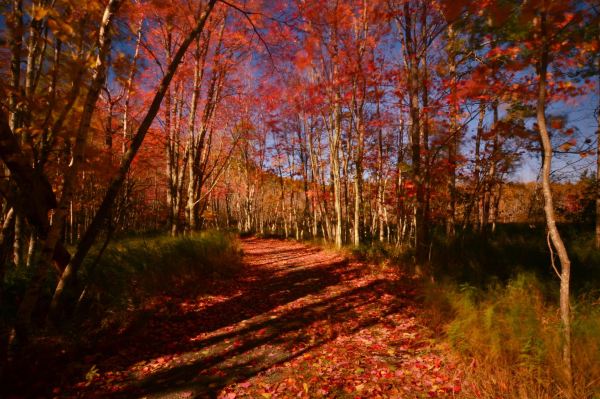 Wild Gardens of Acadia