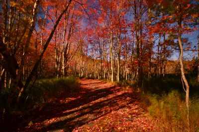 Wild Gardens of Acadia