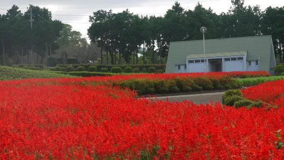 有明の森フラワー公園