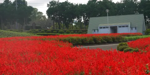 有明の森フラワー公園