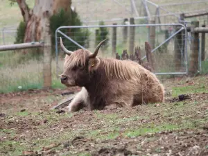 Denmark Animal Farm & Pentland Alpaca Stud