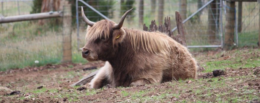 Denmark Animal Farm & Pentland Alpaca Stud