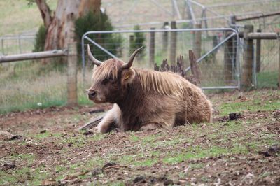 Denmark Animal Farm & Pentland Alpaca Stud