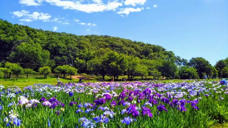 Higashimurayama