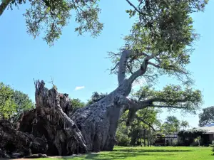 Sunland Big Baobab