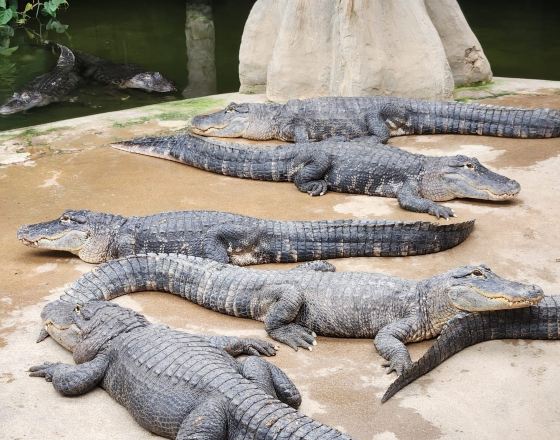 博瓦 自由行套票