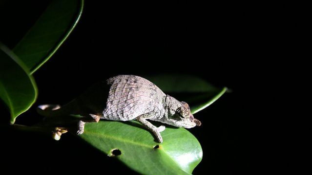 The Mitsinjo Reserve