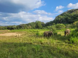 Hurulu Eco Park - Wild Elephant Safari