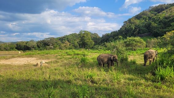Hurulu Eco Park - Wild Elephant Safari