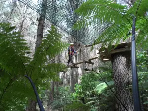 Adventure Forest
