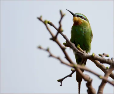 Lemonfish Art Gallery