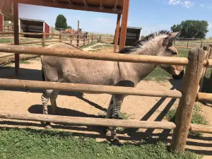 Babby Farms