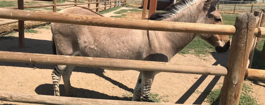 Babby Farms