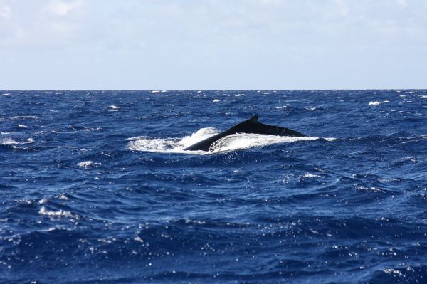 Scubatek Tahiti