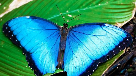 Butterfly Haven
