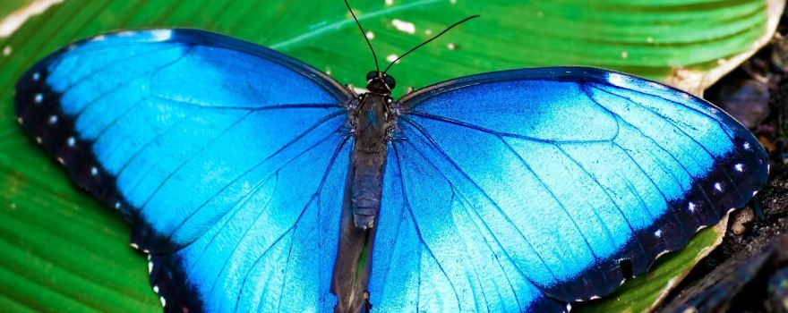 Butterfly Haven