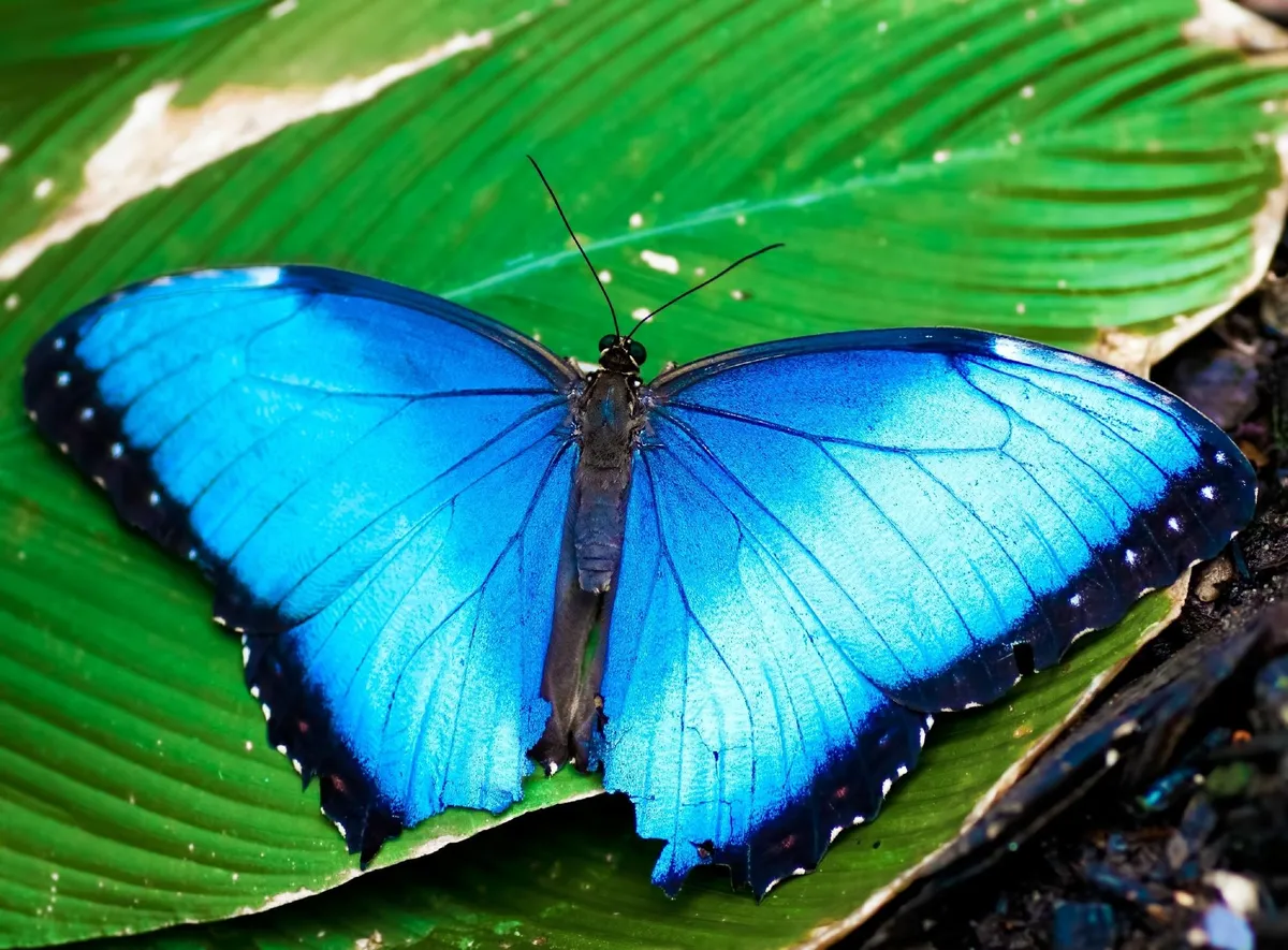 Butterfly Haven
